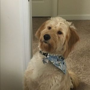 Meet your Posher, Morgan